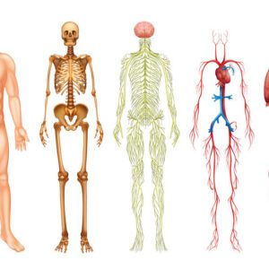 Formation anatomie