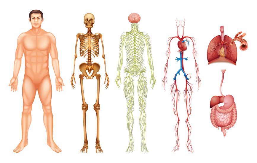 Human body systems